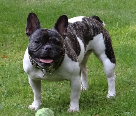 Exclusive Zucht Von Franzosischen Bulldoggen Franzosische Bulldogge