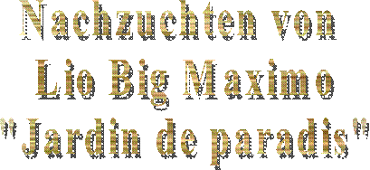 Multi - Champion
Ojabun Assan
FCI / creme