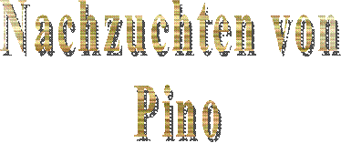 Multi - Champion
Ojabun Assan
FCI / creme